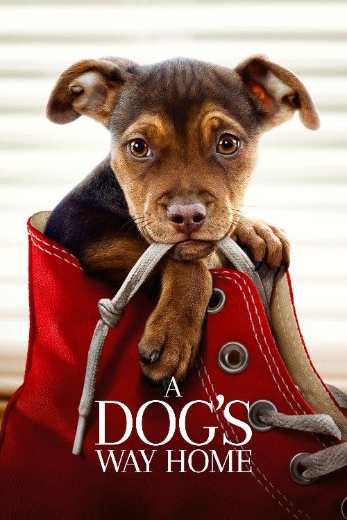 A Dogs Way Home (2019) Hindi Dubbed Movie BluRay